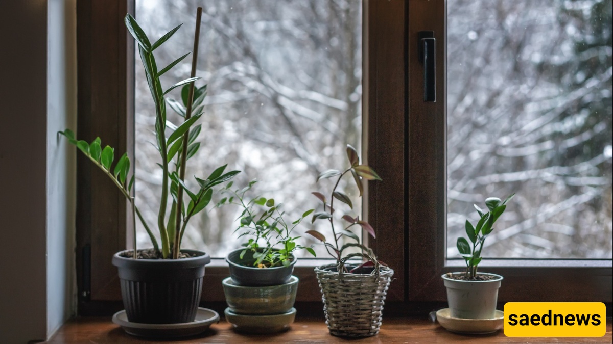 plants