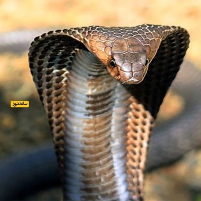 Emergency Landing After Cobra Snake Found in Cockpit