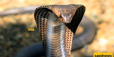Emergency Landing After Cobra Snake Found in Cockpit