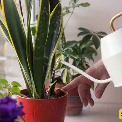 How Often Should You Water Plants in Cold Weather?