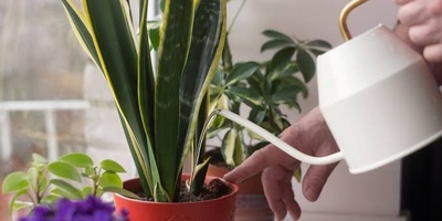 How Often Should You Water Plants in Cold Weather?