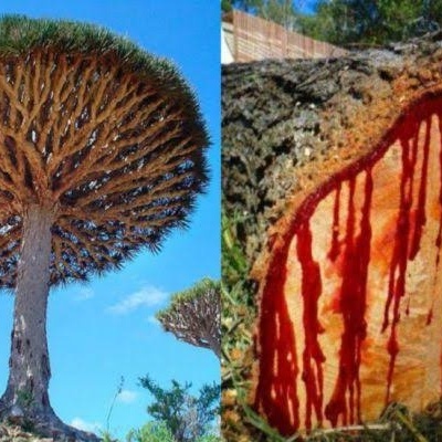 The Mystery of the World's Most Beautiful Tree That Bleeds Red