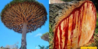 The Mystery of the World's Most Beautiful Tree That Bleeds Red