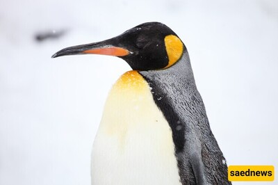 Penguins: Masters of the Waves, Not the Skies