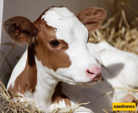 74-Year-Old Woman Marries Her Calf, Believes It Holds Her Late Husband’s Spirit 😐 + Photos