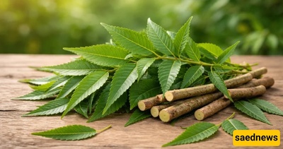 Neem: Benefits, Uses, and Possible Side Effects