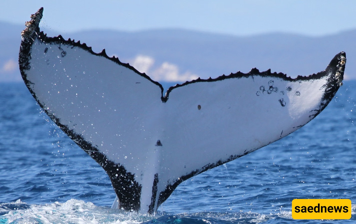 whale