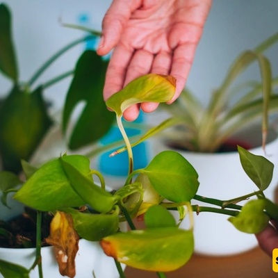 Why Do Plant Leaves Become Drier In Winter?