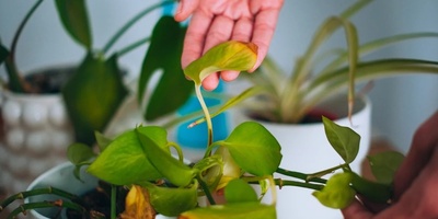 Why Do Plant Leaves Become Drier In Winter?