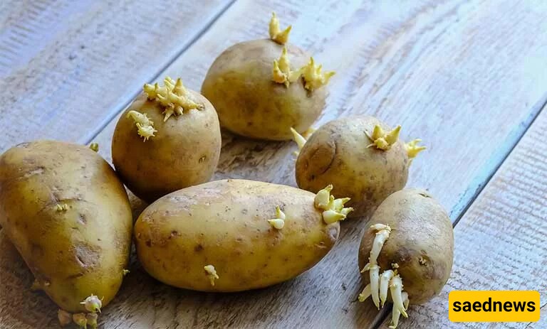 sprouted potatoes