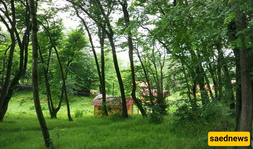 Jowaram Forest
