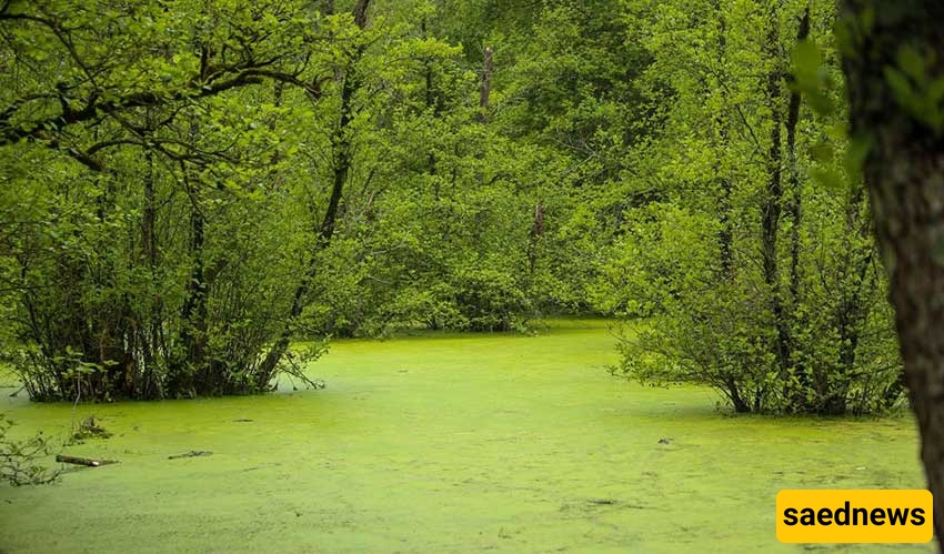  Qadikola Forest & Marsh