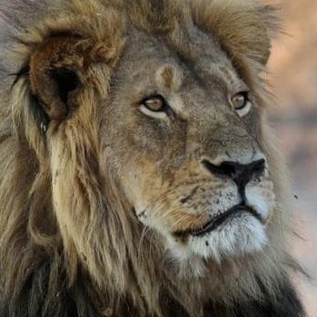 The Dangerous City That Has Lions Instead Of Cats