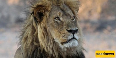 The Dangerous City That Has Lions Instead Of Cats