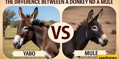 Differences Between a Yabu and a Mule: Appearance, Genetics, and Behavioral Traits