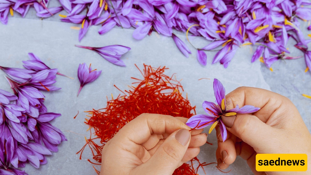 Saffron 