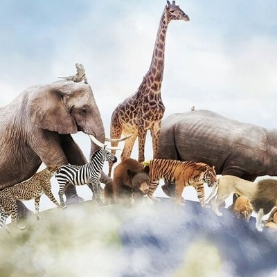 For Wildlife Documentary Enthusiasts: Meet the Toughest Creature on Earth