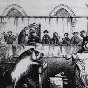 Animals That Were Sentenced to Death for Their Alleged Crimes