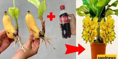 How to Plant a Banana Tree at Home in No Time Using Fruit and Coca-Cola + Video