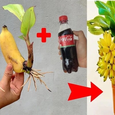 How to Plant a Banana Tree at Home in No Time Using Fruit and Coca-Cola + Video
