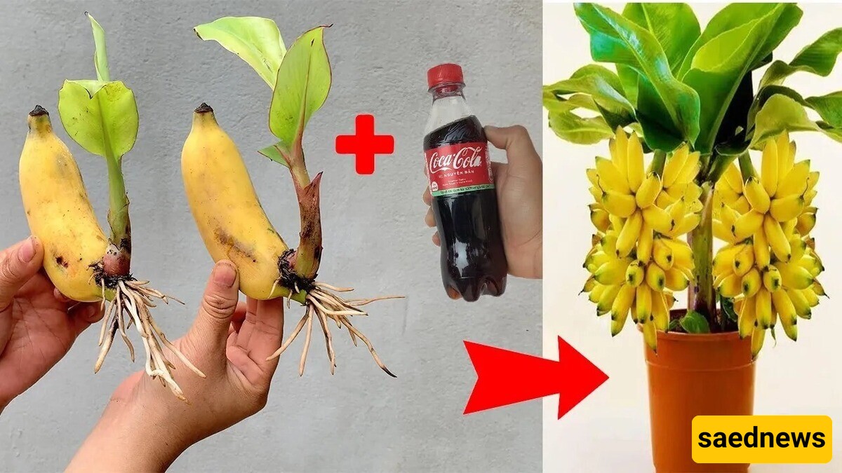 How to Plant a Banana Tree at Home in No Time Using Fruit and Coca-Cola + Video
