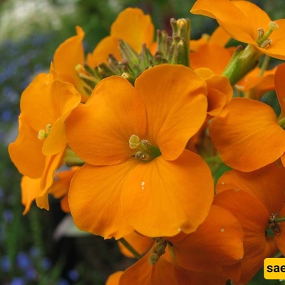 Complete Guide to Growing and Caring for Stock Flowers (Gillyflower / Matthiola incana)