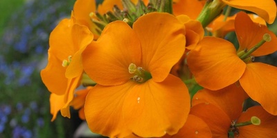 Complete Guide to Growing and Caring for Stock Flowers (Gillyflower / Matthiola incana)