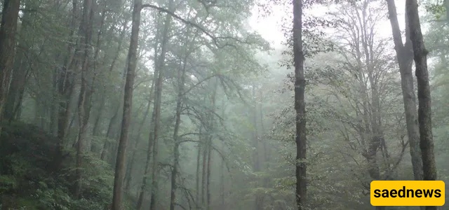 dalekhani forest