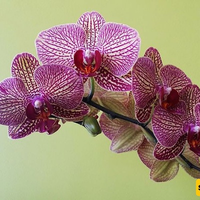 How to Care for and Grow Orchids