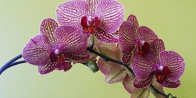 How to Care for and Grow Orchids