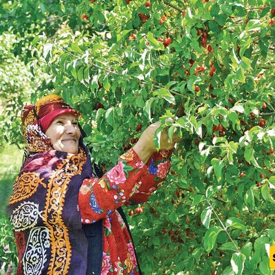 Introduction to the Cornelian Cherry (Zoghal Akhteh) Festival in Qazvin.