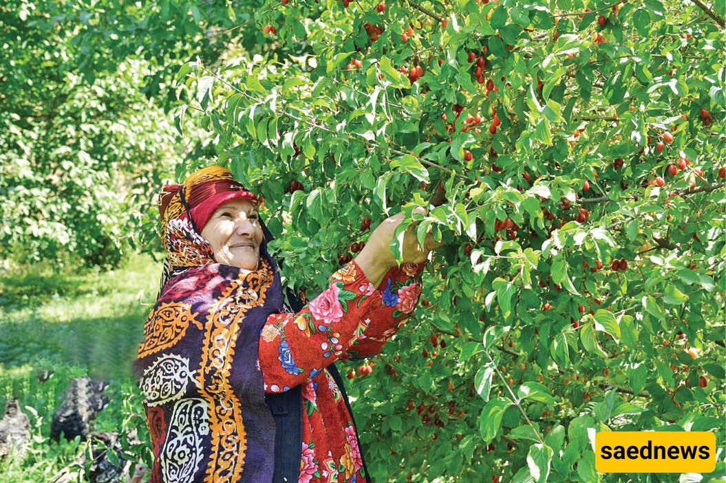 Introduction to the Cornelian Cherry (Zoghal Akhteh) Festival in Qazvin.