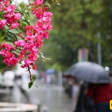 Photo: Summer Farewell Under a Rainy Sky in Rasht