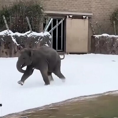 Wildlife Documentary / The Amazing and Fascinating Excitement of Animals Seeing Snow for the First Time in Their Lives 😍 / From Lions and Elephants to Mischievous Otters (Video)