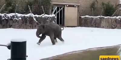 Wildlife Documentary / The Amazing and Fascinating Excitement of Animals Seeing Snow for the First Time in Their Lives 😍 / From Lions and Elephants to Mischievous Otters (Video)