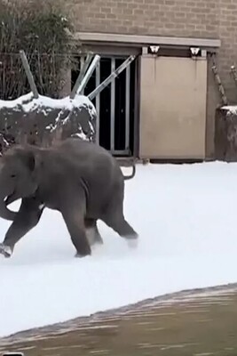 Wildlife Documentary / The Amazing and Fascinating Excitement of Animals Seeing Snow for the First Time in Their Lives 😍 / From Lions and Elephants to Mischievous Otters (Video)