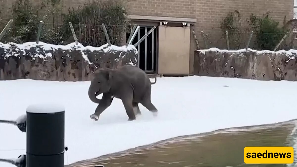 Wildlife Documentary / The Amazing and Fascinating Excitement of Animals Seeing Snow for the First Time in Their Lives 😍 / From Lions and Elephants to Mischievous Otters (Video)