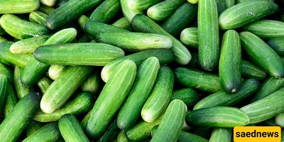 The Right Way to Store Cucumbers in the Refrigerator