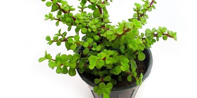 The Most Effective Method for Planting and Growing Purslane in a Pot + Its Incredible Benefits