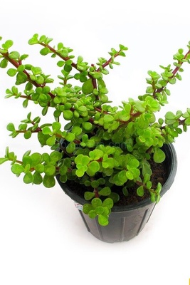 The Most Effective Method for Planting and Growing Purslane in a Pot + Its Incredible Benefits