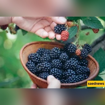 Can You Steal a Bite from a Street Tree? The Ruling Might Surprise You.