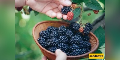 Can You Steal a Bite from a Street Tree? The Ruling Might Surprise You.