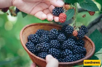 Can You Steal a Bite from a Street Tree? The Ruling Might Surprise You.