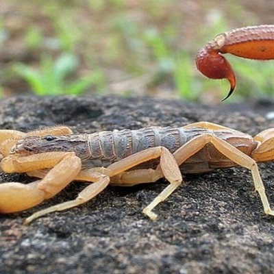 A Saudi Man Swallows 22 Live, Venomous Scorpions in a Shocking Moment—Millions Have Watched; Your Heart Will Race Watching This +Video