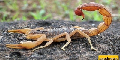 A Saudi Man Swallows 22 Live, Venomous Scorpions in a Shocking Moment—Millions Have Watched; Your Heart Will Race Watching This +Video