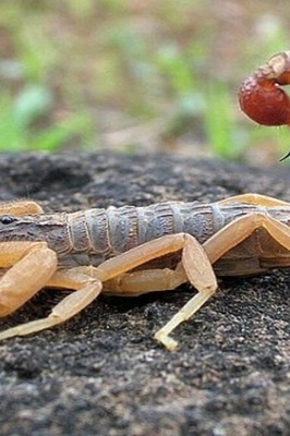 A Saudi Man Swallows 22 Live, Venomous Scorpions in a Shocking Moment—Millions Have Watched; Your Heart Will Race Watching This +Video
