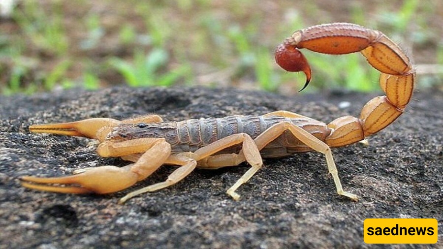 A Saudi Man Swallows 22 Live, Venomous Scorpions in a Shocking Moment—Millions Have Watched; Your Heart Will Race Watching This +Video