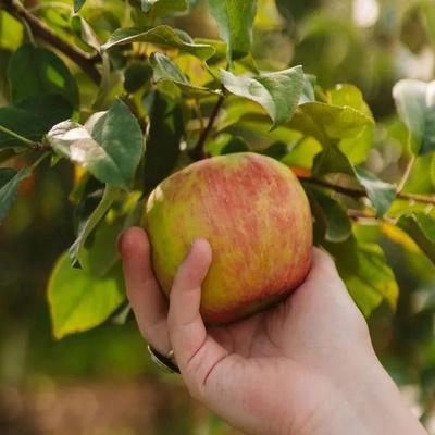 What Is the Islamic Ruling on Eating Fruit from a Neighbor’s Tree That Has Fallen into Your Yard?