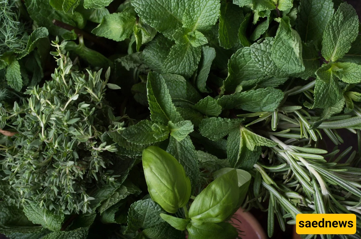 Fresh Herbs