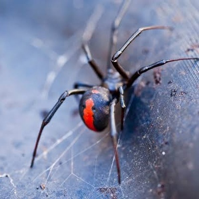 Male Spiders Seem to Sacrifice Themselves—But Their Strange Escape Has a Genetic Secret